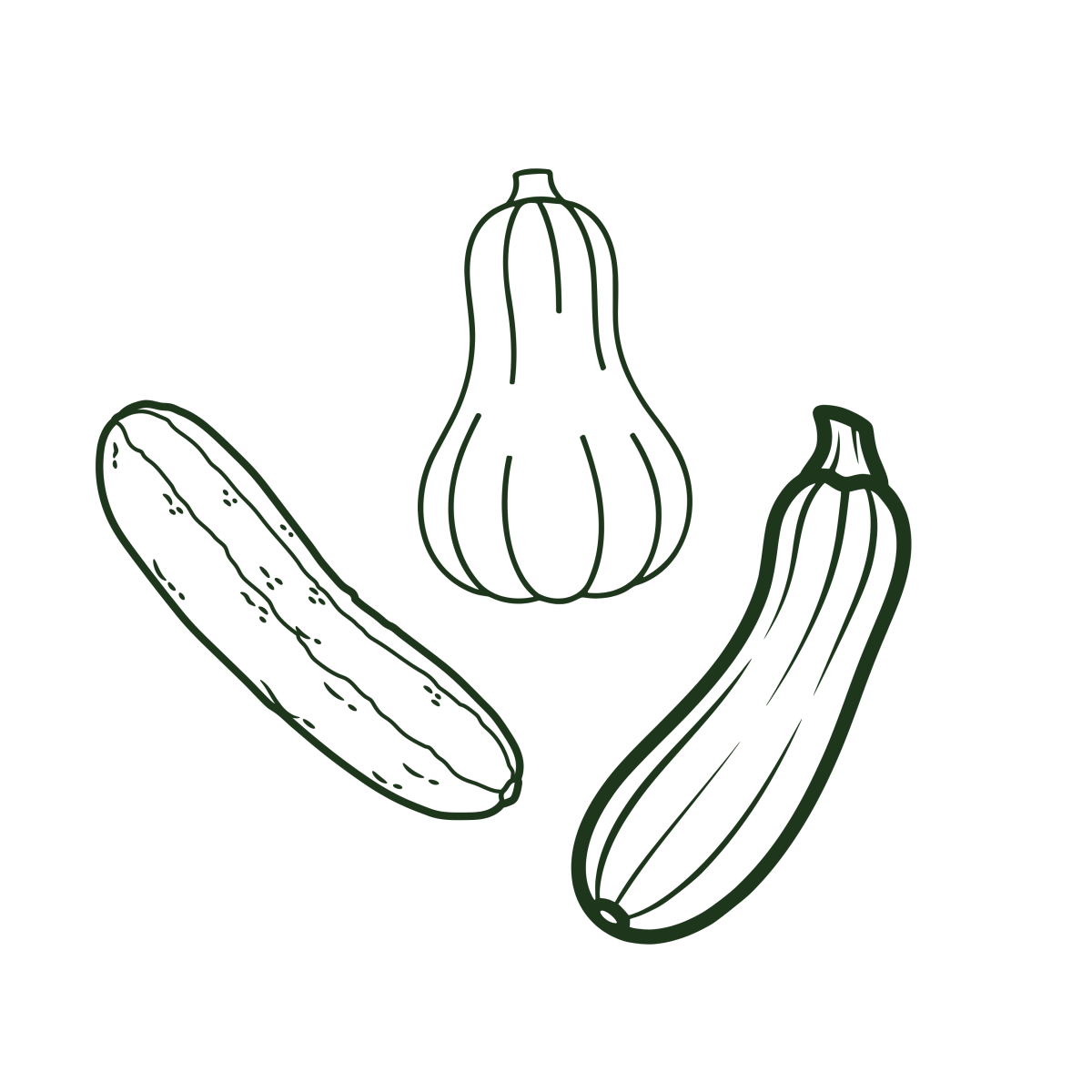 Courges, courgettes et concombres