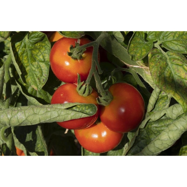 Planton tomate Précoces de Sibérie