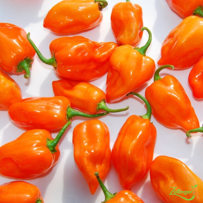 Planton de piment Habanero