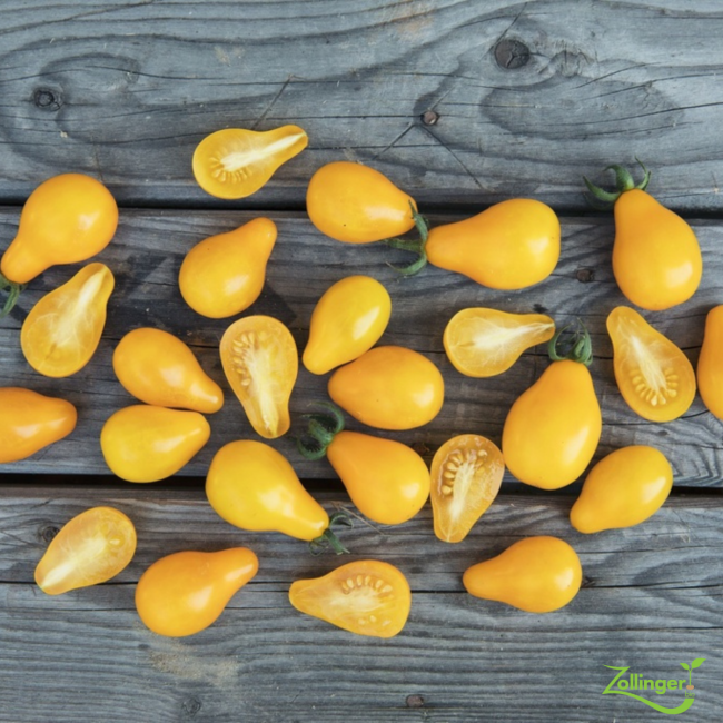 Planton de tomate jaune en forme de poire