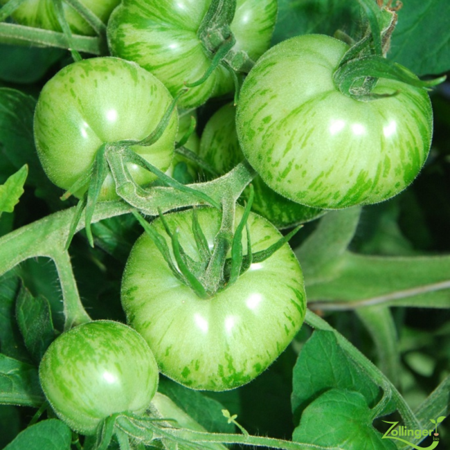 Planton de tomate verte zebrée