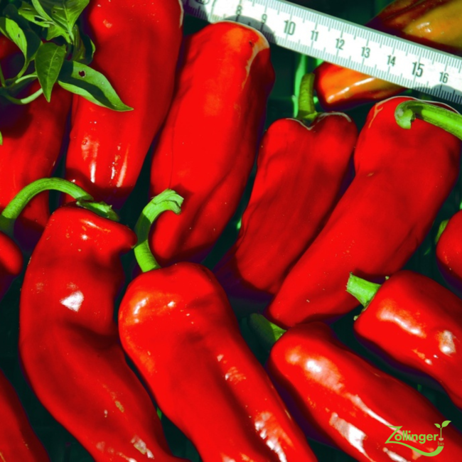 Planton de piment Frigitello