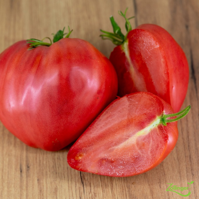 Planton de tomate coeur de boeuf