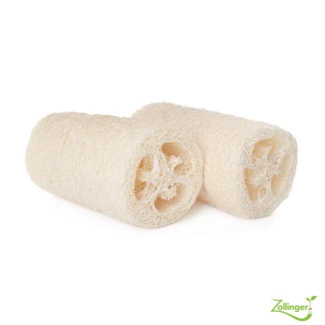 Planton de courge à éponge