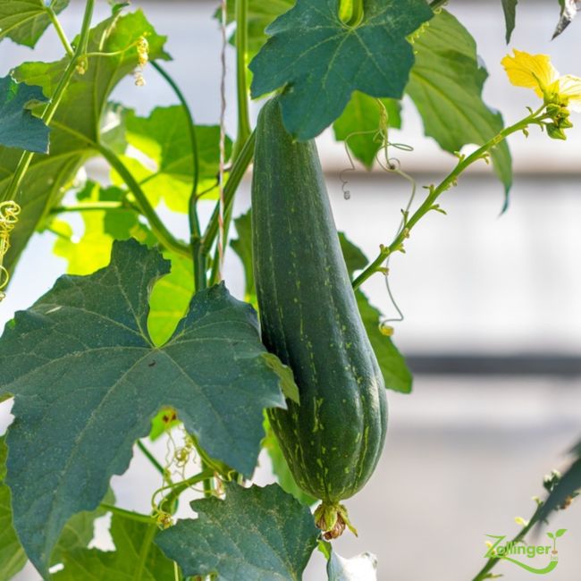 Planton de courge à éponge
