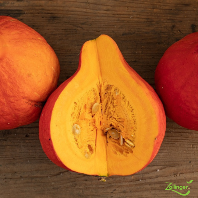 Planton de courge potimarron