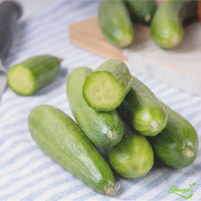 Planton de concombre snack