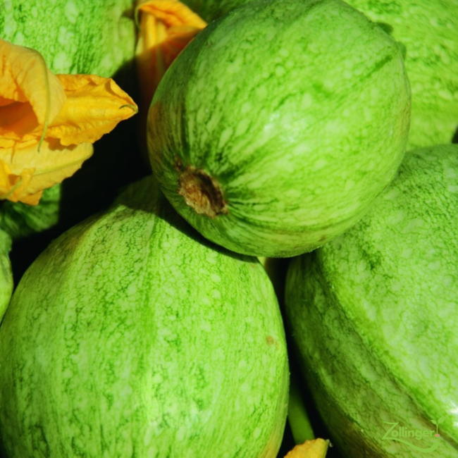 Planton de courgette rond de nice