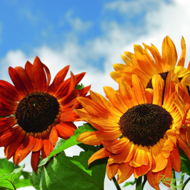 Planton de tournesol Velvet Queen