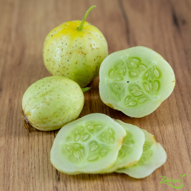 Planton de concombre snack