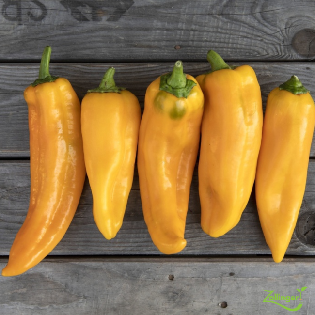 Planton de poivron corne de boeuf jaune