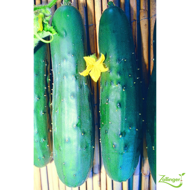 Planton de concombre Nostrano