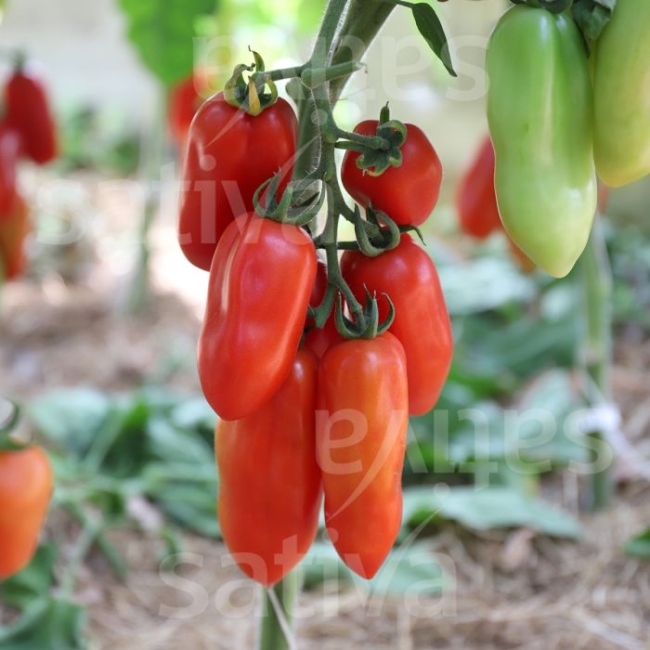 Planton de tomate San Marzano