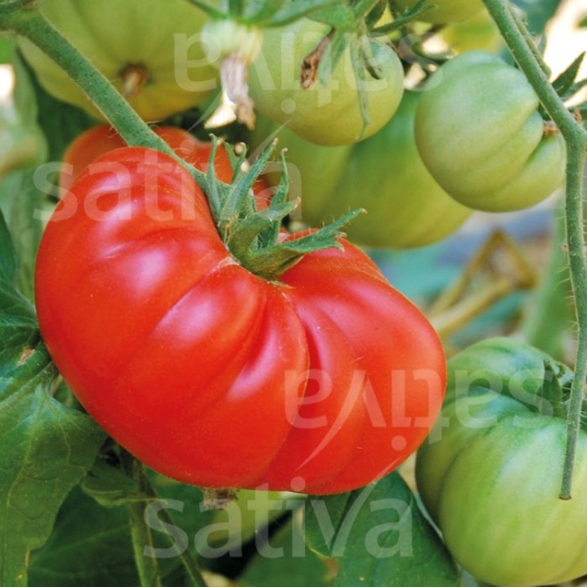 Planton de tomate Brandywine