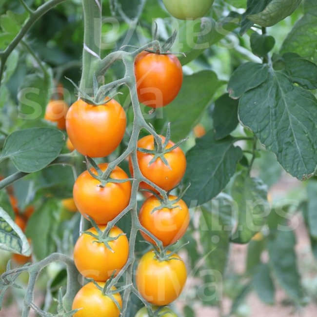 Planton de tomate Auriga