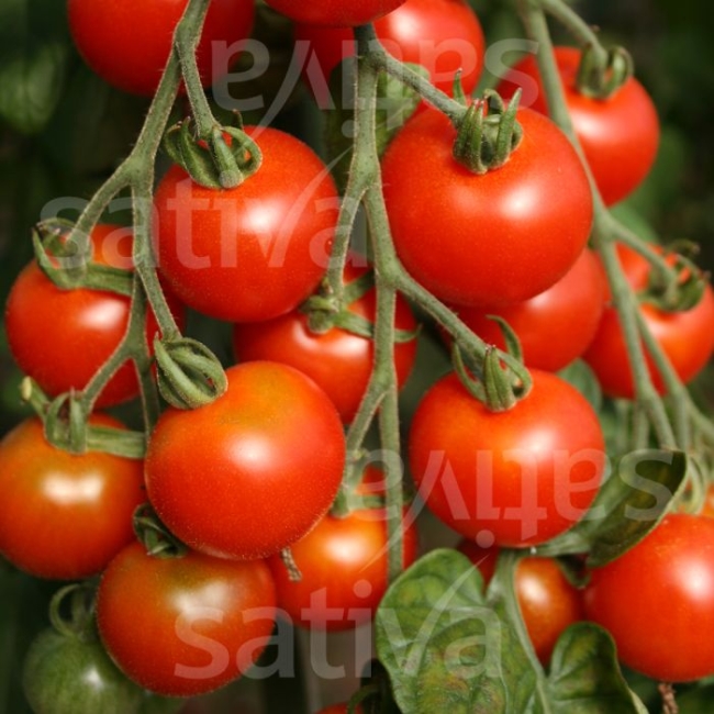 Planton de tomate cherry rouge