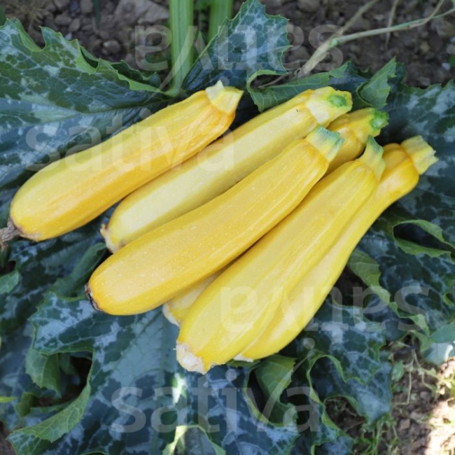 Planton de courgette jaune