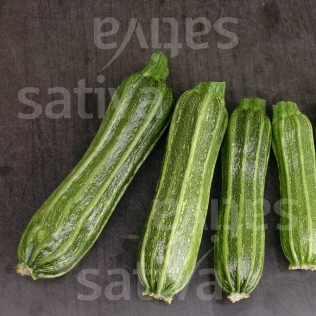 Planton de courgette Costata Romanesco