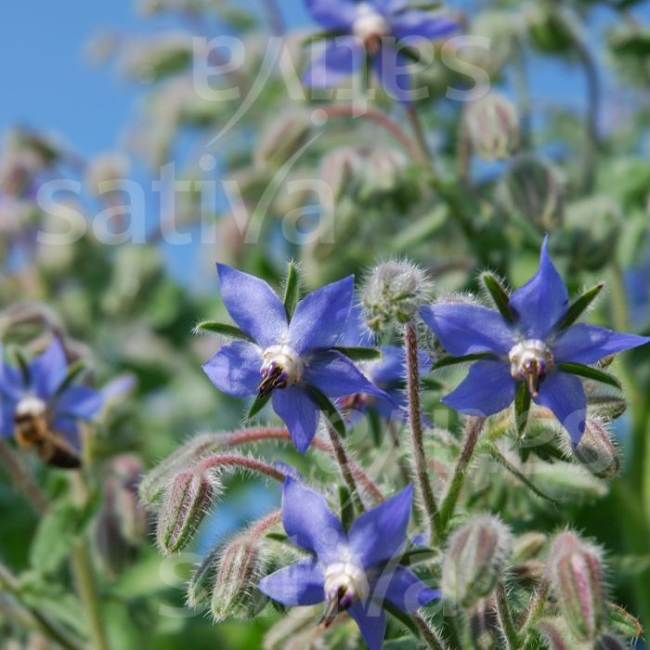 Planton de bourrache 