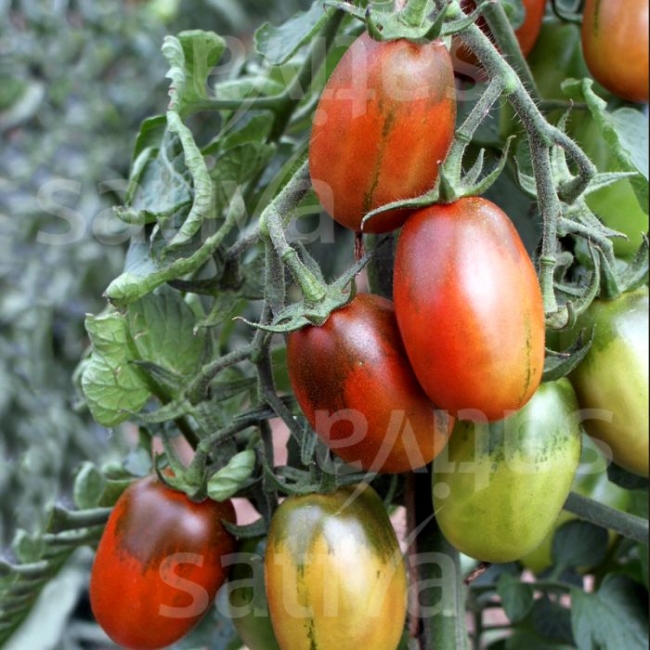 Planton de tomate Black Plum