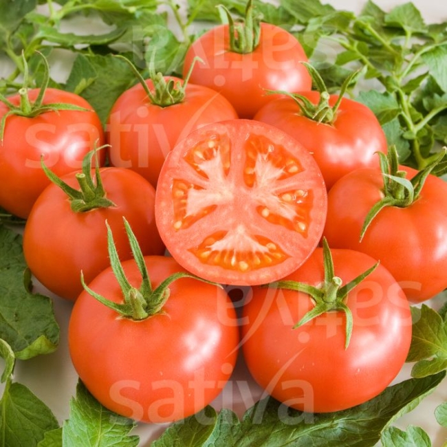 Planton de tomate Rose de Berne