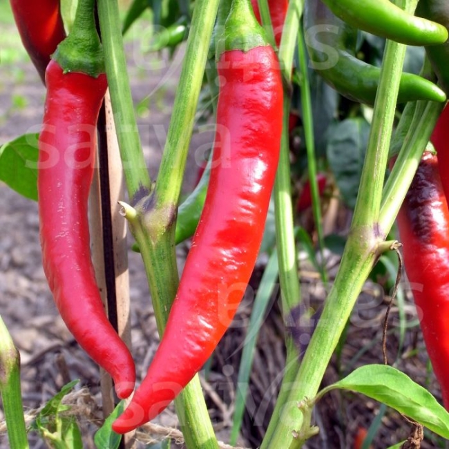 Planton de piment Cayenne