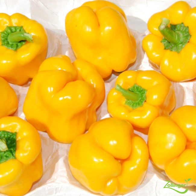Planton de poivron Golden Wonder