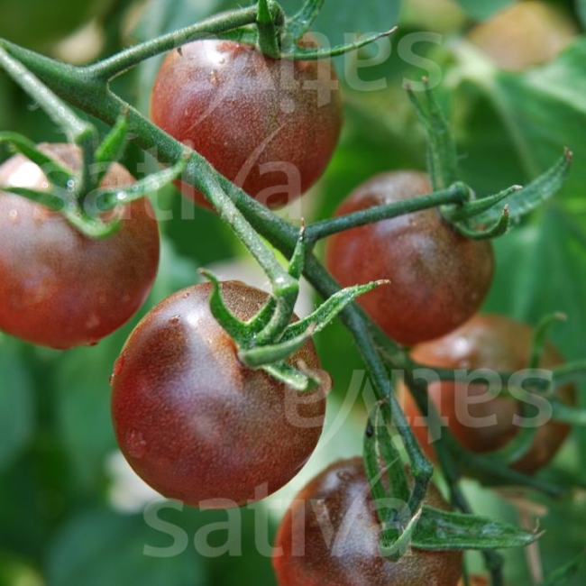Planton de tomate Black Cherry