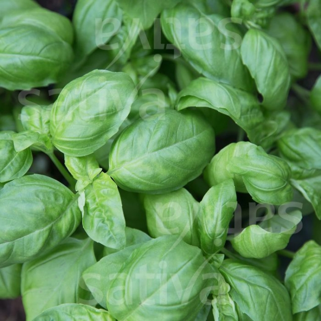 Basilic vert
