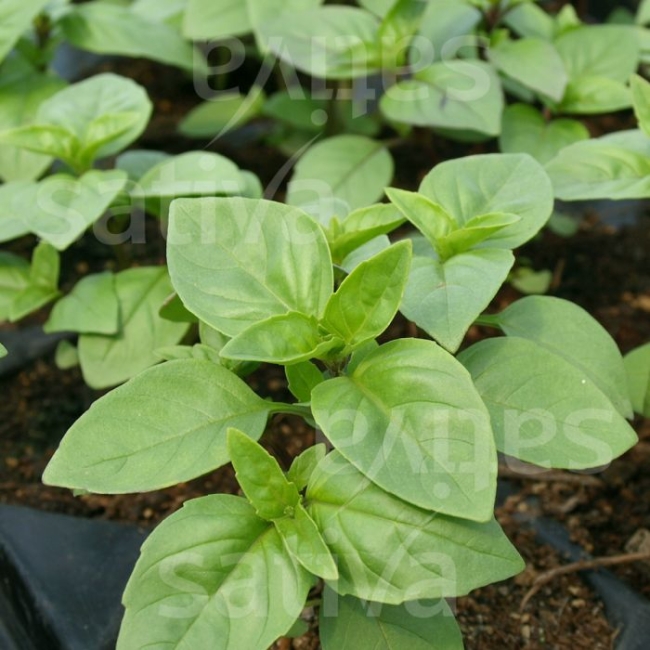 Planton de Basilic cannelle