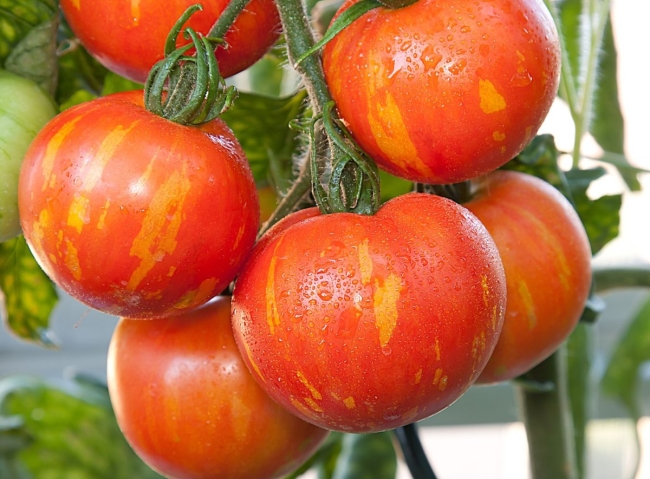 Planton de tomate Tigrella
