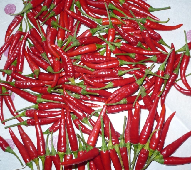 Planton de piment Thaï
