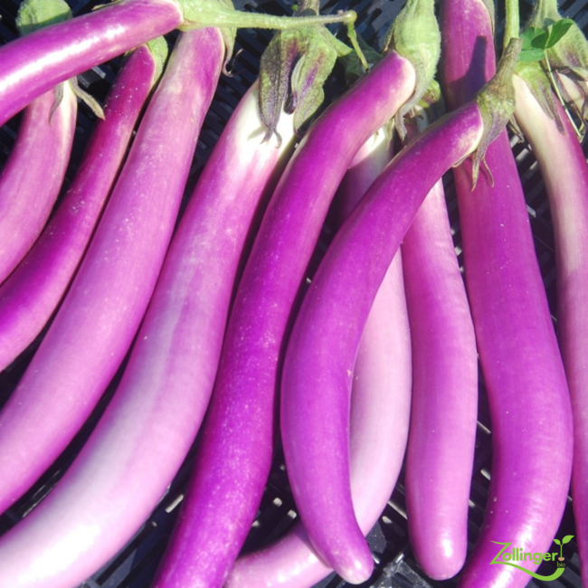 Planton d'aubergine Pink Lady