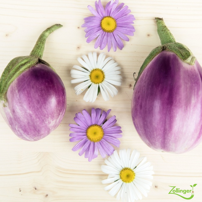 Planton d'aubergine Ronda Sfumata