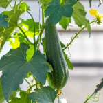 Planton de courge à éponge